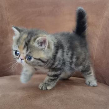 chaton Exotic Shorthair brown tortie blotched tabby Collier orange Chatterie Katzarolli