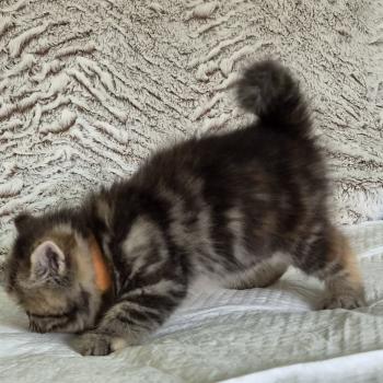 chaton Exotic Shorthair brown tortie blotched tabby Collier orange Chatterie Katzarolli