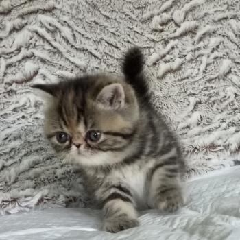 chaton Exotic Shorthair brown tortie blotched tabby Collier orange Chatterie Katzarolli