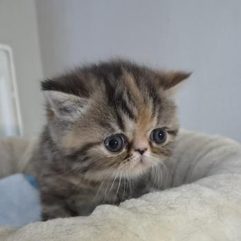 chaton Exotic Shorthair brown tortie blotched tabby Collier orange Chatterie Katzarolli