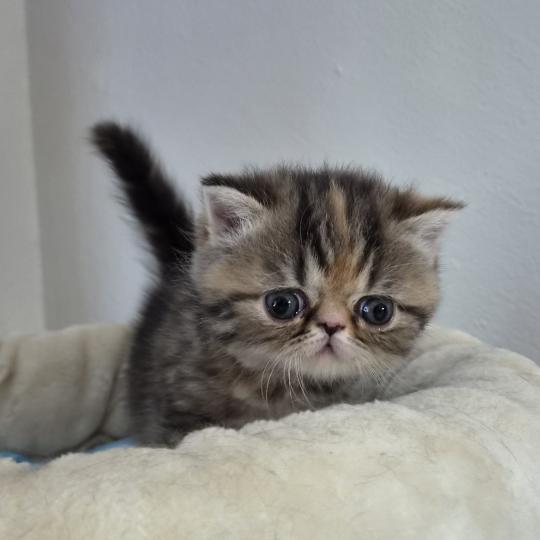 Collier orange Femelle Exotic Shorthair