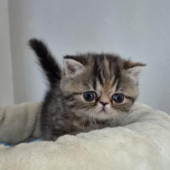 chaton Exotic Shorthair brown tortie blotched tabby Collier orange Chatterie Katzarolli