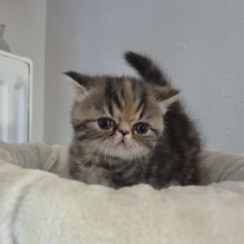 chaton Exotic Shorthair brown tortie blotched tabby Collier orange Chatterie Katzarolli