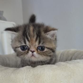 chaton Exotic Shorthair brown tortie blotched tabby Collier orange Chatterie Katzarolli