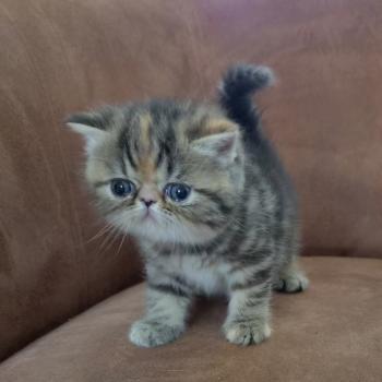 chaton Exotic Shorthair brown tortie blotched tabby Collier orange Chatterie Katzarolli