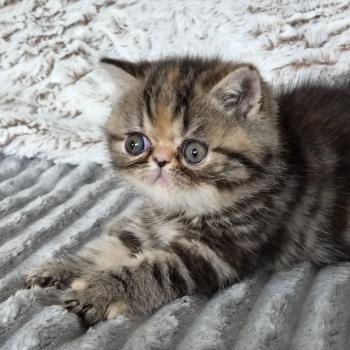 chaton Exotic Shorthair brown tortie blotched tabby Collier orange Chatterie Katzarolli