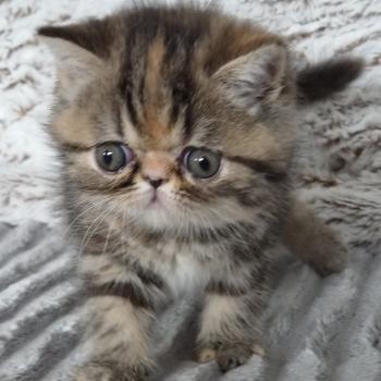 chaton Exotic Shorthair brown tortie blotched tabby Collier orange Chatterie Katzarolli