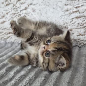 chaton Exotic Shorthair brown tortie blotched tabby Collier orange Chatterie Katzarolli