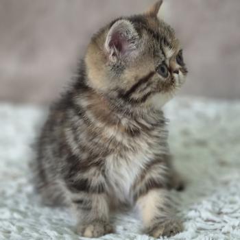 chaton Exotic Shorthair brown tortie blotched tabby Babette Chatterie Katzarolli