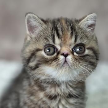 chaton Exotic Shorthair brown tortie blotched tabby Babette Chatterie Katzarolli