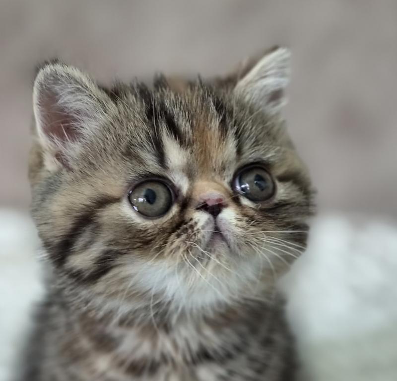 Babette Femelle Exotic Shorthair