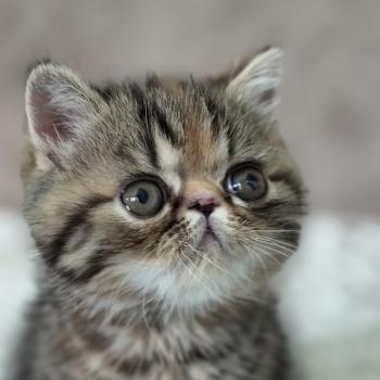 chaton Exotic Shorthair brown tortie blotched tabby Babette Chatterie Katzarolli