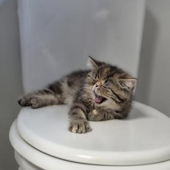 chaton Exotic Shorthair brown tortie blotched tabby Babette Chatterie Katzarolli