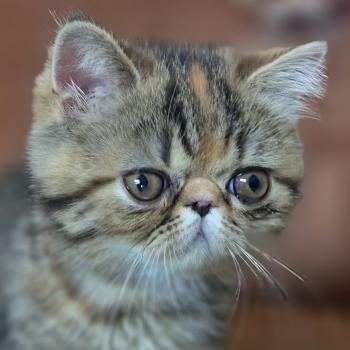 chaton Exotic Shorthair brown tortie blotched tabby Babette Chatterie Katzarolli