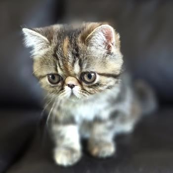 chaton Exotic Shorthair brown tortie blotched tabby Babette Chatterie Katzarolli