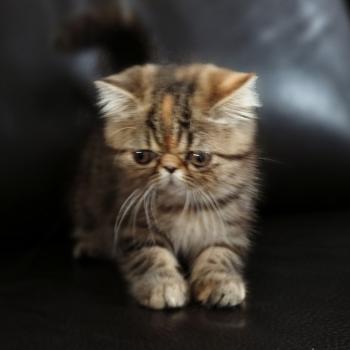 chaton Exotic Shorthair brown tortie blotched tabby Babette Chatterie Katzarolli
