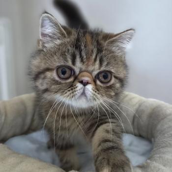 chaton Exotic Shorthair brown tortie blotched tabby Babette Chatterie Katzarolli