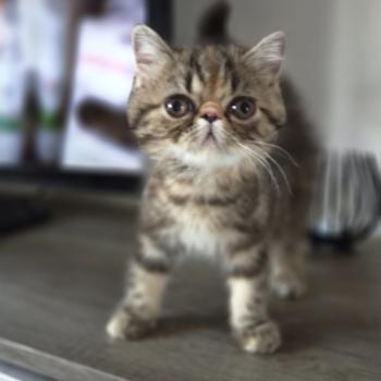 chaton Exotic Shorthair brown tortie blotched tabby Babette Chatterie Katzarolli