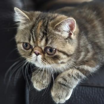 chaton Exotic Shorthair brown tortie blotched tabby Babette Chatterie Katzarolli