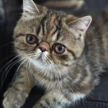 chaton Exotic Shorthair brown tortie blotched tabby Babette Chatterie Katzarolli