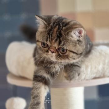 chaton Exotic Shorthair brown tortie blotched tabby Babette Chatterie Katzarolli