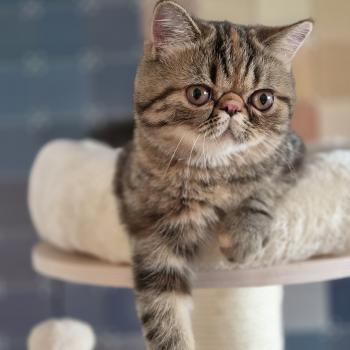 chaton Exotic Shorthair brown tortie blotched tabby Babette Chatterie Katzarolli