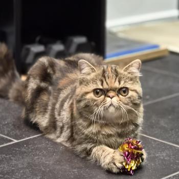 chaton Exotic Shorthair brown tortie blotched tabby Babette Chatterie Katzarolli