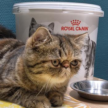 chaton Exotic Shorthair brown tortie blotched tabby Babette Chatterie Katzarolli