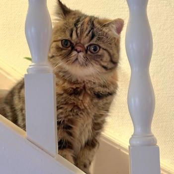 chaton Exotic Shorthair brown tortie blotched tabby Babette Chatterie Katzarolli