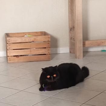 chaton Exotic Shorthair black Ueli Chatterie Katzarolli