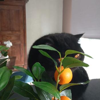 chaton Exotic Shorthair black Ueli Chatterie Katzarolli