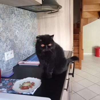 chaton Exotic Shorthair black Ueli / Elliot Chatterie Katzarolli