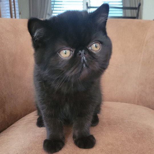 Ueli Mâle Exotic Shorthair