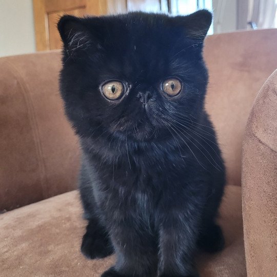 Ueli Mâle Exotic Shorthair