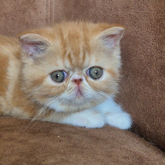Zelda Femelle Exotic Shorthair