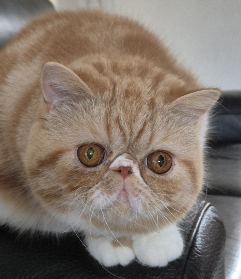 Zelda Femelle Exotic Shorthair Zelda Femelle Exotic Shorthair