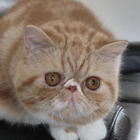 Zelda Femelle Exotic Shorthair