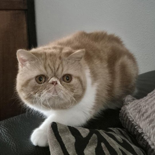 Zelda Femelle Exotic Shorthair