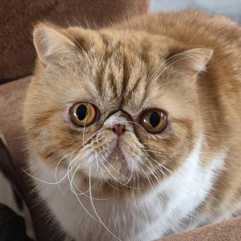 chat Exotic Shorthair red blotched tabby bicolor Zelda Chatterie Katzarolli