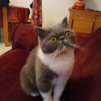 chaton Exotic Shorthair blue & blanc Urielle Chatterie Katzarolli chaton Exotic Shorthair blue & blanc Urielle Chatterie Katzarolli
