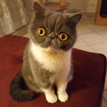 chaton Exotic Shorthair blue & blanc Urielle Chatterie Katzarolli