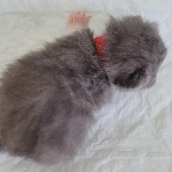 chaton Exotic Shorthair blue & blanc collier rouge Chatterie Katzarolli