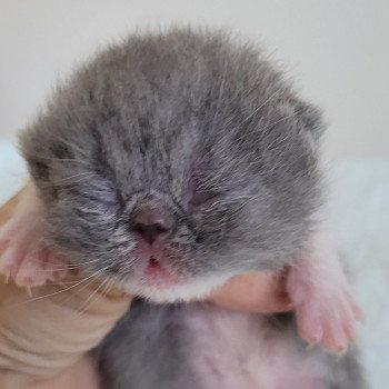 chaton Exotic Shorthair blue & blanc collier rouge Chatterie Katzarolli