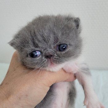 chaton Exotic Shorthair blue & blanc collier rouge Chatterie Katzarolli