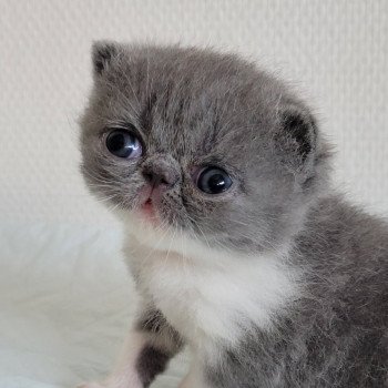 chaton Exotic Shorthair blue & blanc collier rouge Chatterie Katzarolli