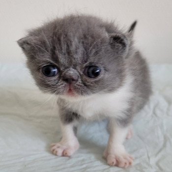 chaton Exotic Shorthair blue & blanc collier rouge Chatterie Katzarolli