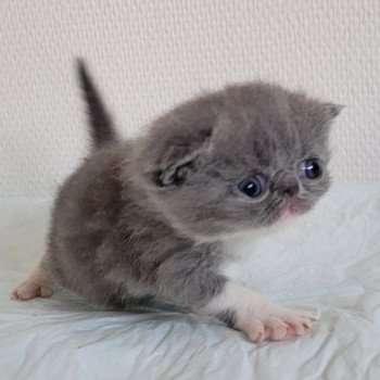 chaton Exotic Shorthair blue & blanc collier rouge Chatterie Katzarolli