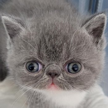 chaton Exotic Shorthair blue & blanc collier rouge Chatterie Katzarolli