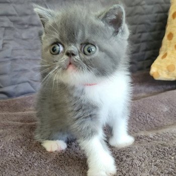 chaton Exotic Shorthair blue & blanc collier rouge Chatterie Katzarolli