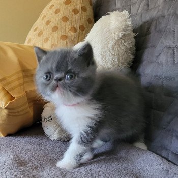 chaton Exotic Shorthair blue & blanc collier rouge Chatterie Katzarolli